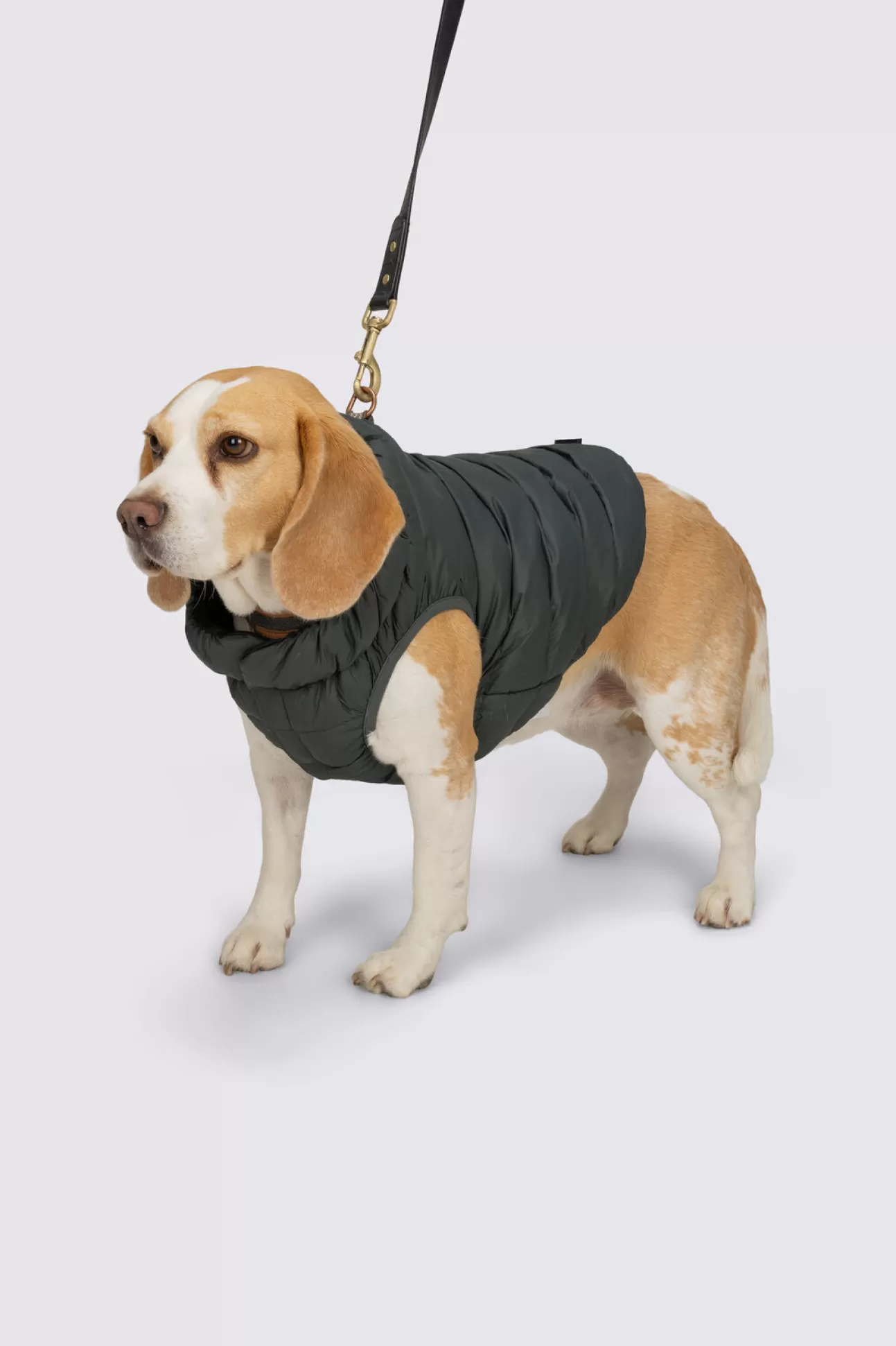 Dog Coat— M>Macpac Cheap